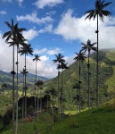 Valle del Cocora