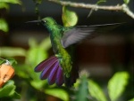 Colibrí