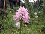 Orchis italica