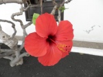 Hibisco