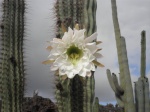 Flor de cactus