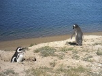 Pingüinos Magallánicos en Península Valdés
Pingüino, Valdés, Argentina