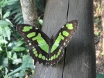 Mariposa en Iguazú
Mariposa, Iguazú