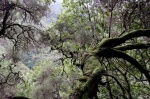 La frondosa vegetación de Madeira