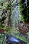 Waterfall on the Levada do Rei - Madeira