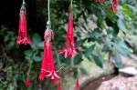 Flowers in the Levada do Rei - Madeira