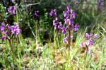 Orquídeas: Orchis champagneuxii
