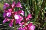 Orquídea: Orchis papilonacea