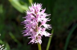 Orquídea: Orchis italica