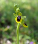 Orquídea: Orphys lutea