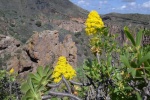 Verode en flor