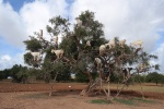 Cabras trepadoras en un árbol de argán