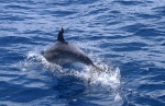 Delfín mular
Delfín, Azores, mular, delfín, especies, cetáceos, pueden, encontrar, aguas, bañan, islas, esas, también, posible, gran, gigante, ballena, azul