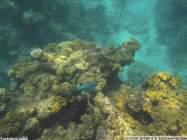 Gran Barrera de Coral
Contrastes en la Gran Barrera de Coral en Australia
