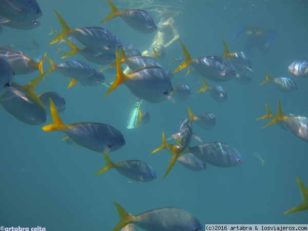 Peces
Peces en la Gran Barrera de Coral en Australia
