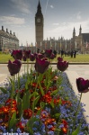 Primavera en Londres
Londres London UK Inglaterra Bigben Parlamento Foto Primavera Flores Europa