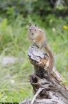 Ardilla 
Ardilla Animal Usa Eeuu America Canadá Glacier National Park Naturaleza Foto