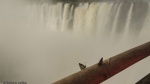 Mariposas en la Garganta del Diablo
Iguazu Argentina Brasil Garganta Diablo Mariposas Animal Waterfall Falls Cataratas Foto Selva