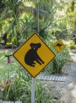Señales
Koala Canguro Australia Oceania Foto Animal Naturaleza