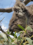 Detalle de Koala
Koala Australia GOR Melbourne Naturaleza Foto Oceania