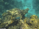 Gran Barrera de Coral