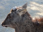 Ciervo en Nara
