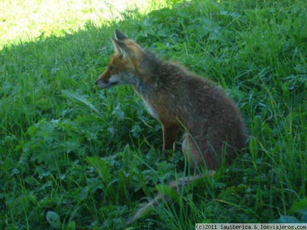 Zorrito
Un pequeño zorrito se paseaba entre las cabañas buscando algo de comida. Totalmente inofensivo
