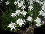 Edelweiss