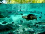 Turtle Recovery Center. Hotel Le Meridien Bora Bora. French Polynesia