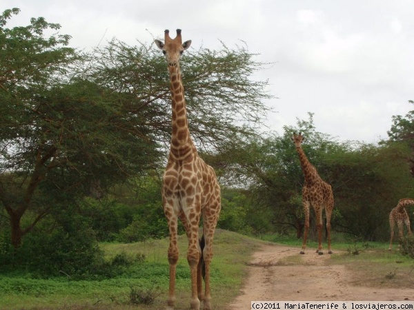 Senegal - Reserva de Bandia
Haciendo la ruta en un jeep semitechado vamos encontrando diversas especies animales como rinocerontes, avestruces, cebras, varios tipos de cérvidos, cocodrilos, etc.
