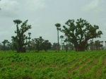 Senegal - Bosque de baobabs
Senegal dakar baobab delta