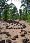 Teide - Parque Nacional y los caprichos de la naturaleza