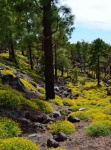 Teide - Parque Nacional en primavera