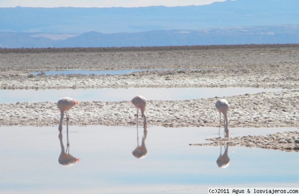 Tres o seis flamencos
La Laguna Chaxa, donde viven los Flamencoa se encuentra en el Salar de Atacama.
