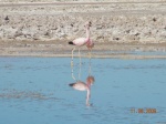 Laguna de Chaxa
Flamencos, Laguna Chaxa,