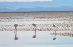 Tres o seis flamencos
Salar de Atacama, Laguna Chaxa, Flamencos