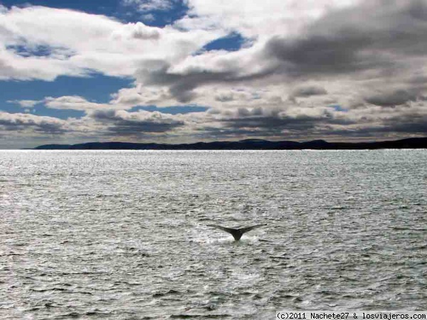 Ballenas!!
Foto de la cola de una ballena en Tadoussac (Canada), impresionante.
