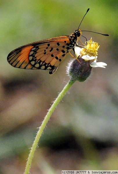 Linda mariposa
No todo en el Kruger son grandes animales tambien hay que hacer caso a otros más pequeños pero igual de interesantes
