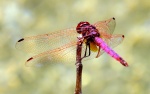 dragonfly Siciliana