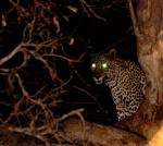 Leopardo night 
jk7777