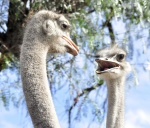 Hablando el avestruz