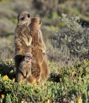 Familia de suricatas