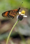 Linda mariposa