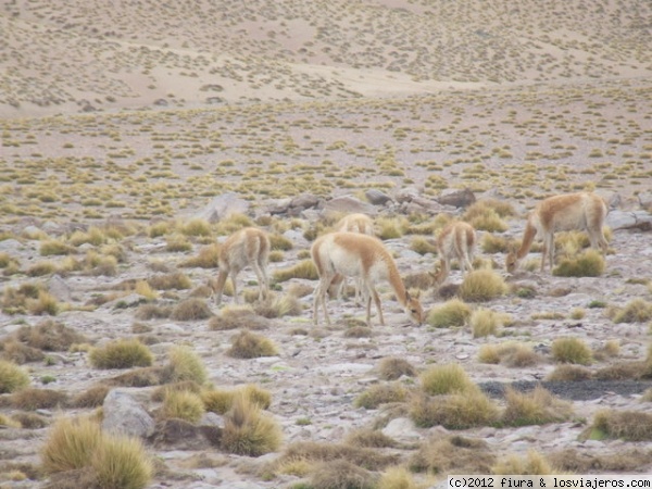 Vicuñas en bofedales
Vicuñas en bofedales a más de 3.500 mts sobre el nivel del mar, camelido americano poco abundante,  su lana es de alta calidad.
