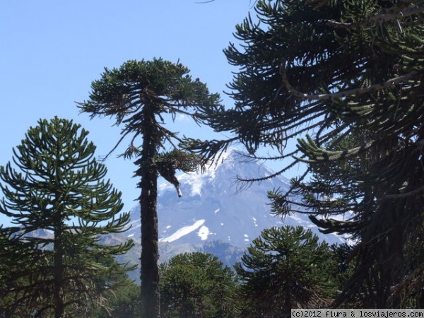 Araucarias en cruce Chile Argentina
Las Araucarias son bellos árboles, muy importantes para el pueblo mapuche, esta foto se tomó en el cruce Chile Argentina atrás el Volcán Lanin.
