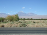 Bosque de tamarugos desierto de Atacama