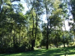 Bosque de Coihues en la Araucanía