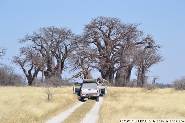 Coche y baobabs
Foto realizada en Botswana, en el parque nacional Nxai Pan en una parada para ver las famosas salinas y baobabs
