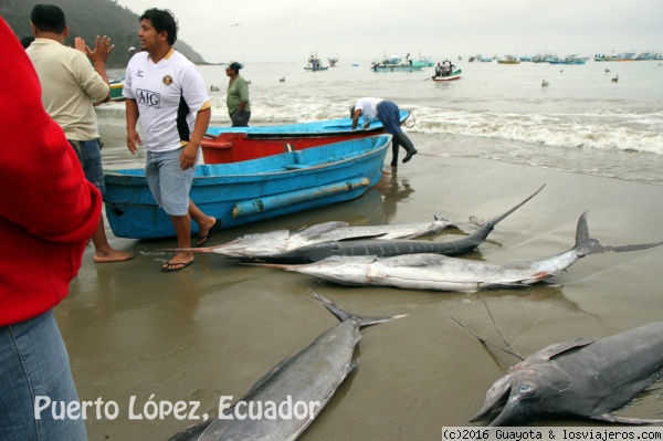 PESCA TRADICIONAL EN PUERTO LOPEZ. ECUADOR
Por las mañanas arriban  a la playa los pescadores con sus capturas. Es el momento de mayor actividad en la playa.
