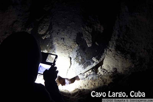 DESOVE DE TORTUGA VERDE. CAYO LARGO. CUBA
EL CENTRO DE CONSERVACIÓN DE TORTUGAS DE CAYO LARGO REALIZA ACTIVIDADES DE OBSERVACIÓN DE TORTUGAS EN LAS MEJORES CONDICIONES PARA ESTOS ANIMALES.
